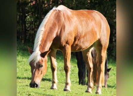 Hafliger, Klacz, 21 lat, 150 cm, Kasztanowata