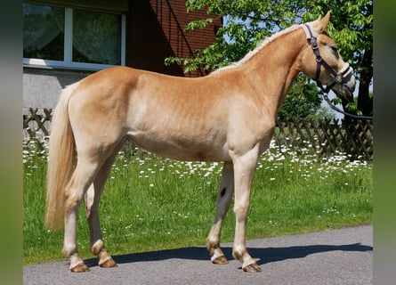 Hafliger, Klacz, 2 lat, 139 cm, Kasztanowata