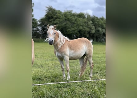 Hafliger, Klacz, 2 lat, 150 cm, Kasztanowata