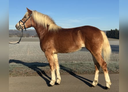 Hafliger, Klacz, 2 lat, 154 cm, Kasztanowata