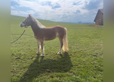 Hafliger, Klacz, 3 lat, 142 cm, Ciemnokasztanowata