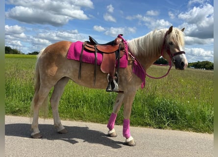 Hafliger, Klacz, 3 lat, 148 cm, Kasztanowata