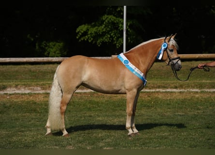 Hafliger, Klacz, 3 lat, 149 cm, Kasztanowata