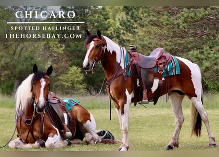 Hafliger Mix, Klacz, 3 lat, 150 cm, Gniada