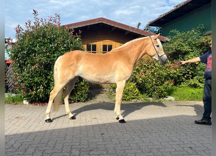 Hafliger, Klacz, 4 lat, 147 cm, Kasztanowata