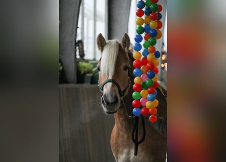 Hafliger, Klacz, 4 lat, 148 cm, Kasztanowata