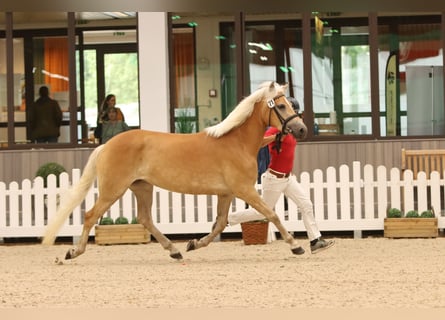 Hafliger, Klacz, 4 lat, 157 cm, Kasztanowata