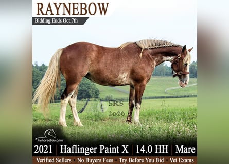 Hafliger Mix, Klacz, 5 lat, 142 cm, Gniada