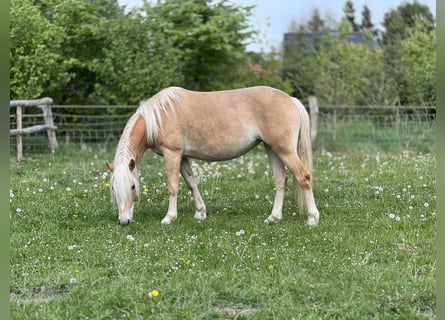 Hafliger, Klacz, 5 lat, 145 cm, Kasztanowata