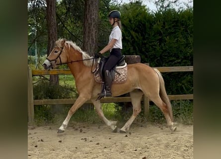 Hafliger, Klacz, 5 lat, 153 cm, Izabelowata