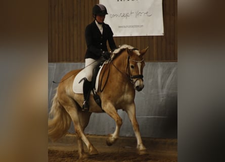 Hafliger, Klacz, 5 lat, 153 cm, Kasztanowata