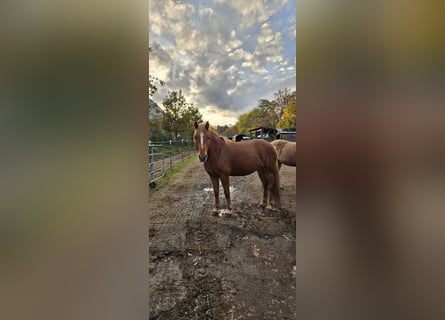 Hafliger Mix, Klacz, 6 lat, 148 cm, Kasztanowata