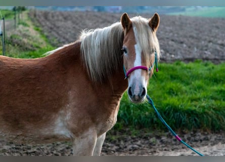 Hafliger, Klacz, 6 lat, 153 cm, Kasztanowata