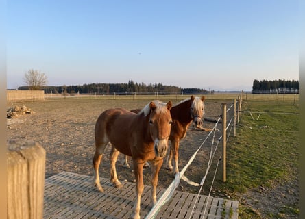 Hafliger, Klacz, 8 lat, 146 cm, Kasztanowata