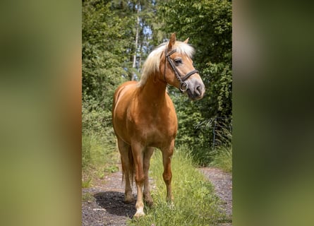 Hafliger, Klacz, 8 lat, 147 cm, Izabelowata