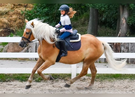 Hafliger, Ogier, 15 lat, 150 cm, Kasztanowata