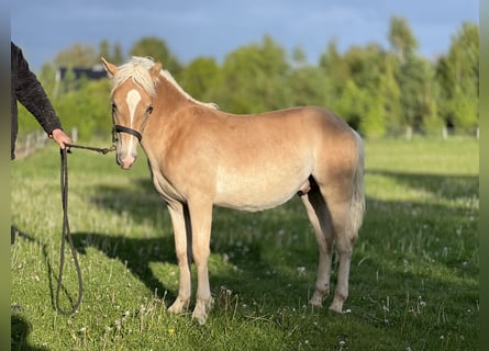Hafliger, Ogier, 1 Rok, 148 cm, Kasztanowata