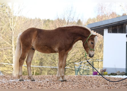 Hafliger, Ogier, 2 lat, 148 cm