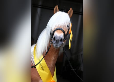 Hafliger, Ogier, 2 lat, 149 cm, Kasztanowata