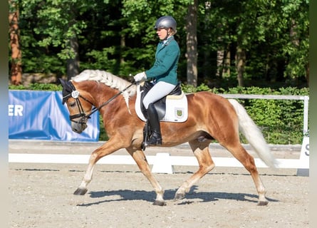 Hafliger, Ogier, 7 lat, 149 cm, Kasztanowata