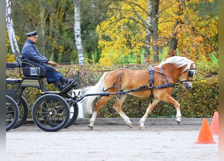 Hafliger, Ogier, 4 lat, 147 cm, Kasztanowata