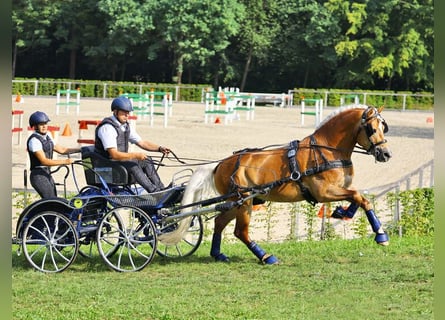 Hafliger, Ogier, 10 lat, 148 cm, Kasztanowata