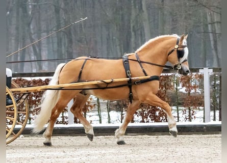 Hafliger, Ogier, 16 lat, 150 cm, Kasztanowata