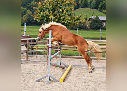 Hafliger, Wałach, 2 lat, 143 cm, Kasztanowata