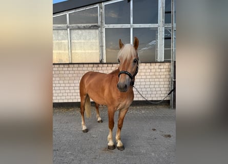Hafliger, Wałach, 2 lat, 150 cm, Kasztanowata