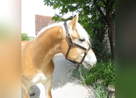 Hafliger, Wałach, 2 lat, 153 cm, Kasztanowata