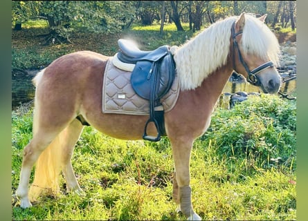 Hafliger, Wałach, 3 lat, 143 cm, Izabelowata