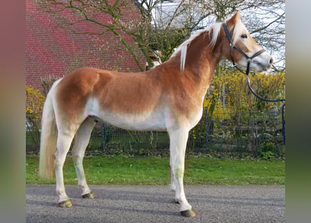 Hafliger, Wałach, 3 lat, 146 cm