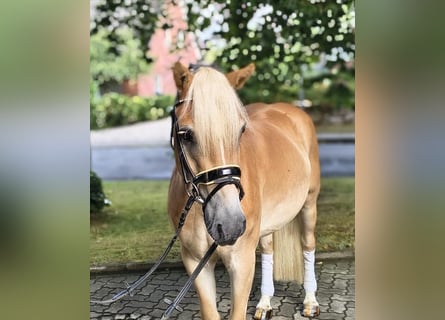 Hafliger, Wałach, 3 lat, 147 cm, Izabelowata