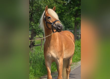 Hafliger, Wałach, 3 lat, 152 cm, Izabelowata