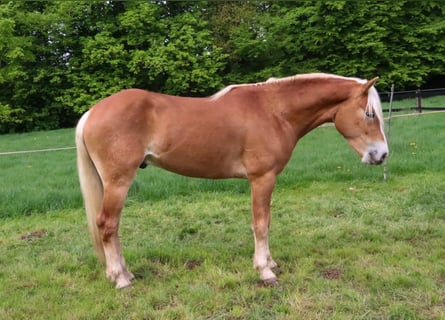 Hafliger, Wałach, 3 lat, 152 cm, Kasztanowata