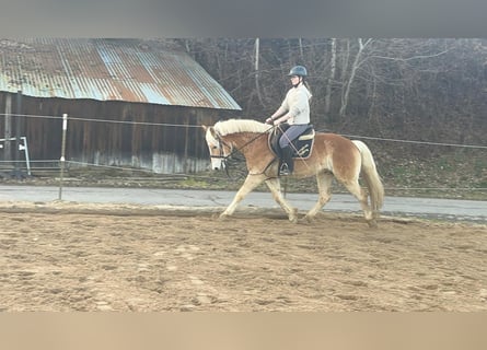 Hafliger, Wałach, 4 lat, 154 cm, Cisawa