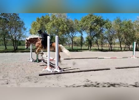 Hafliger Mix, Wałach, 5 lat, 150 cm, Kasztanowata