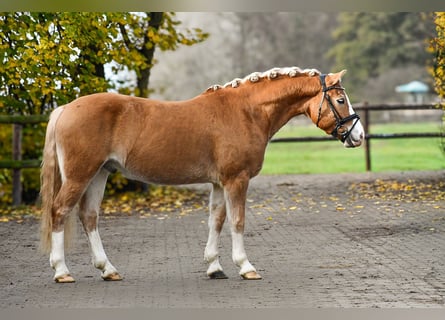 Hafliger, Wałach, 5 lat, 150 cm, Kasztanowata