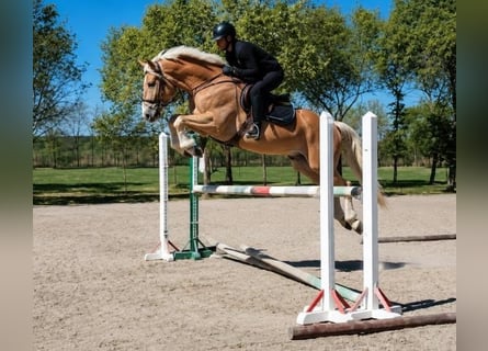 Hafliger, Wałach, 5 lat, 152 cm, Izabelowata