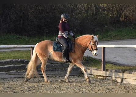 Hafliger, Wałach, 6 lat, 150 cm
