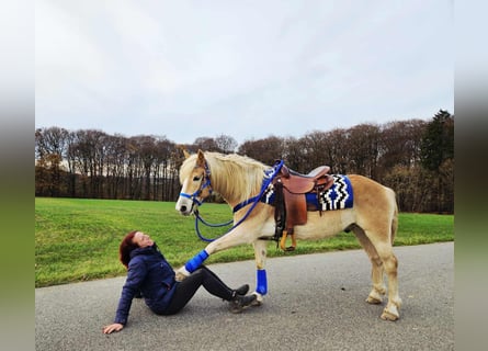 Hafliger, Wałach, 7 lat, 146 cm, Kasztanowata