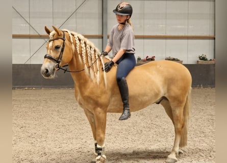 Hafliger, Wałach, 9 lat, 153 cm, Kasztanowata