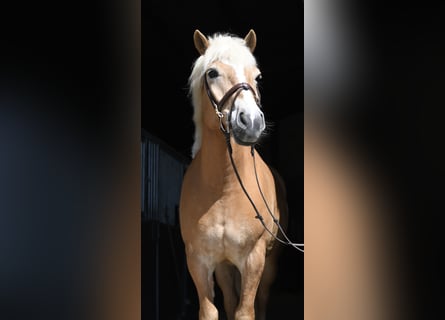 Hafliger, Wałach, 9 lat, 160 cm, Izabelowata