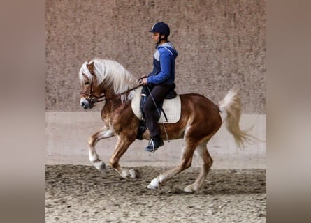 Hafliger, Wałach, 14 lat, 150 cm, Kasztanowata