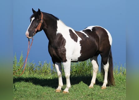 Hafliger, Wałach, 15 lat, 150 cm, Tobiano wszelkich maści