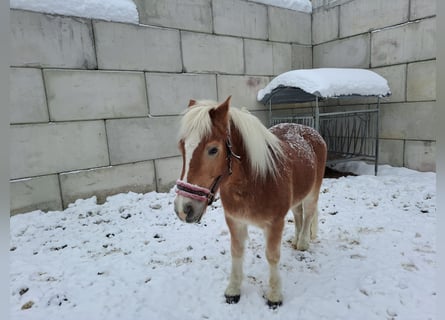 Hafliger, Wałach, 16 lat, 150 cm