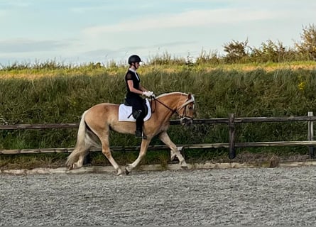 Hafliger, Wałach, 3 lat, 155 cm, Kasztanowata