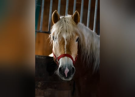 Hafliger, Wałach, 4 lat, 148 cm, Kasztanowata