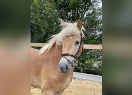 Hafliger, Wałach, 5 lat, 150 cm, Kasztanowata