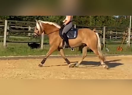 Haflinger / Avelignese, Castrone, 10 Anni, 148 cm, Sauro